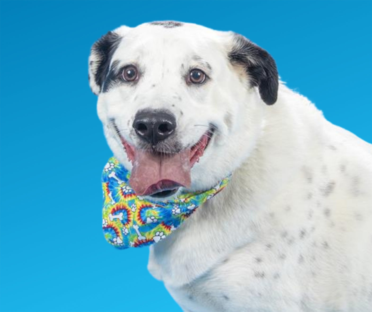 Pet of the week: Avery